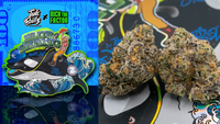 BLUE SHAMU (Teds Budz) | Wow La Weed Delivery