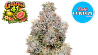 GUAVA 41 (hyb) | Wow La Weed Delivery