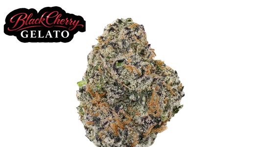 Black Cherry Gelato (hyb) | Wow La Weed Delivery