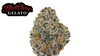 Black Cherry Gelato (hyb) | Wow La Weed Delivery
