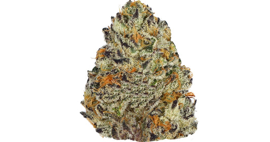 JAWBREAKERS (hyb)