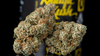 KHALIFA KUSH (ind)