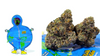 POISON BOYSEN | Wow La Weed Delivery